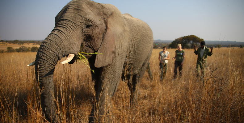 Walking with Elephants